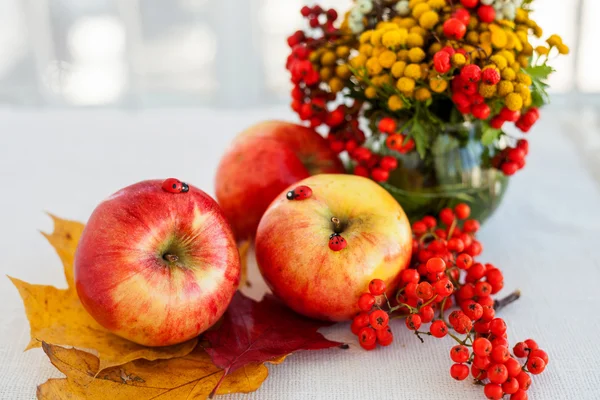 Red ripe apples with autumn leaves and rowan — Stock Photo, Image