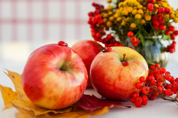 Rote reife Äpfel mit Herbstblättern und Eberesche — Stockfoto