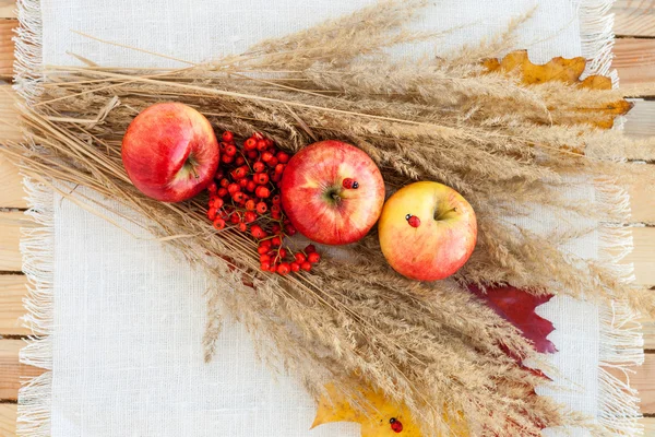 Natura morta di mele rosse mature sulle spighe — Foto Stock