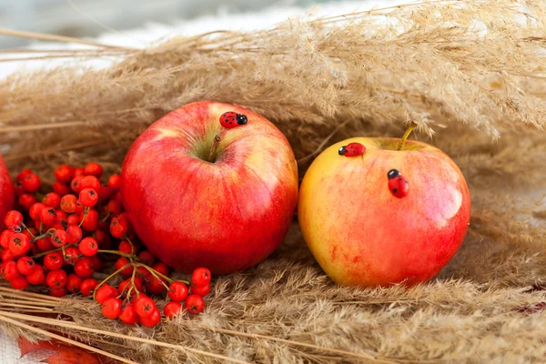 Ainda vida de maçãs maduras vermelhas nas espiguetas — Fotografia de Stock