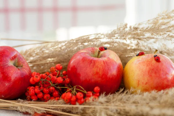 Natura morta di mele rosse mature sulle spighe — Foto Stock