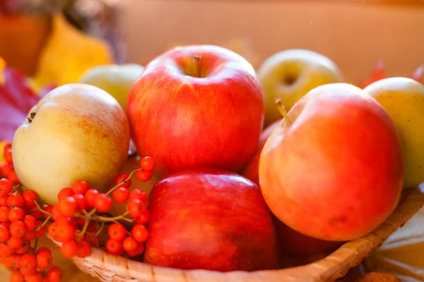 Rote reife Äpfel mit Herbstblättern und Eberesche — Stockfoto