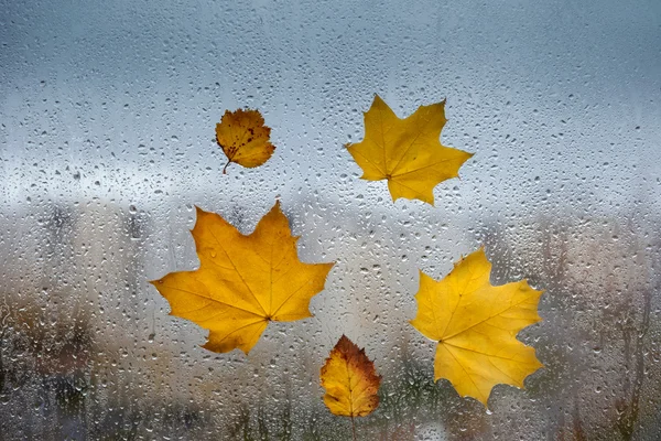 Желтые осенние листья на мокром окне — стоковое фото