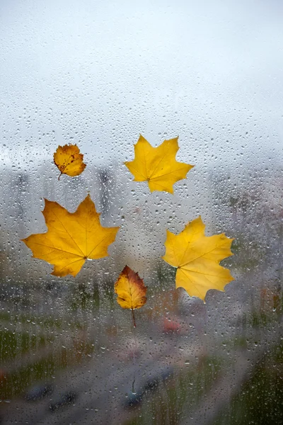 Gula höstlöv på en våt fönster Royaltyfria Stockfoton