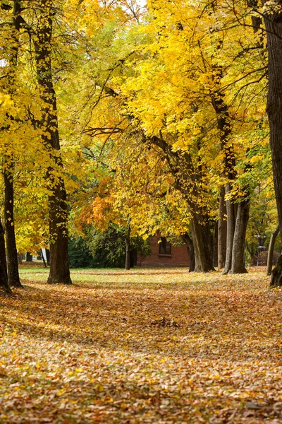 Herbst sonniger Park mit buntem Laub — Stockfoto