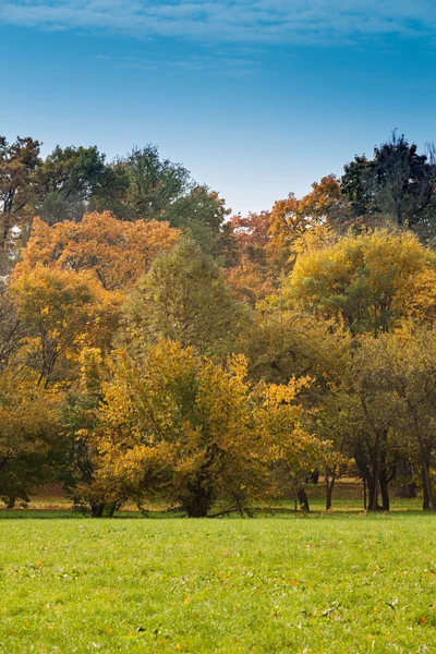 Podzimní slunný park s barevnými listy — Stock fotografie