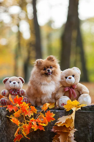 Kabarık kırmızı Pomeranian'deki / sonbahar park — Stok fotoğraf