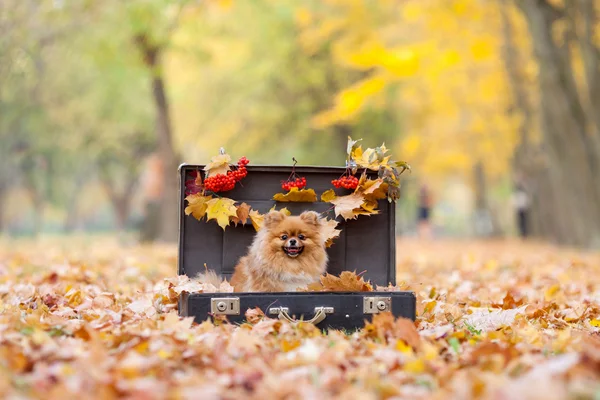 Peludo rojo pomerano en la maleta vintage en el parque de otoño — Foto de Stock