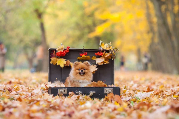 Fofo vermelho Pomeranian em mala vintage no parque de outono — Fotografia de Stock