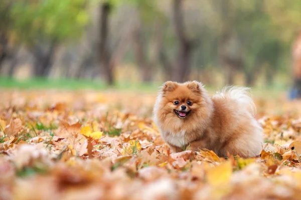 Fofo vermelho Pomeranian no parque de outono — Fotografia de Stock