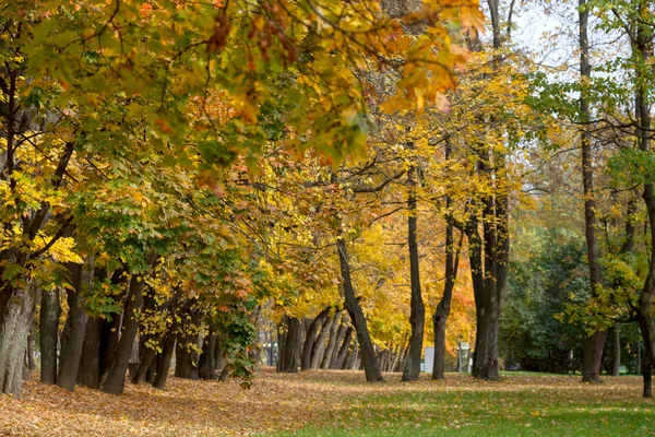 Höstens soliga park med färgglada bladverk Stockbild