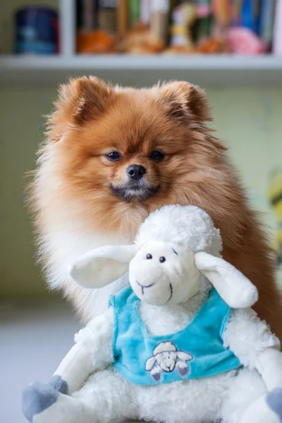 Pomeranian engraçado com brinquedo sentado em um interior — Fotografia de Stock