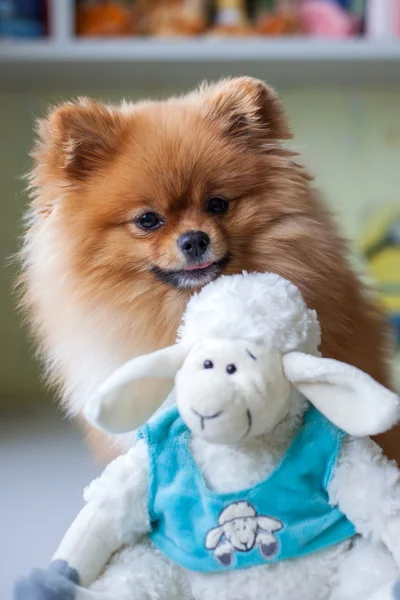 Pomeranian engraçado com brinquedo sentado em um interior — Fotografia de Stock