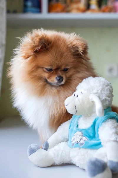 Funny Pomeranian con juguete sentado en un interior —  Fotos de Stock