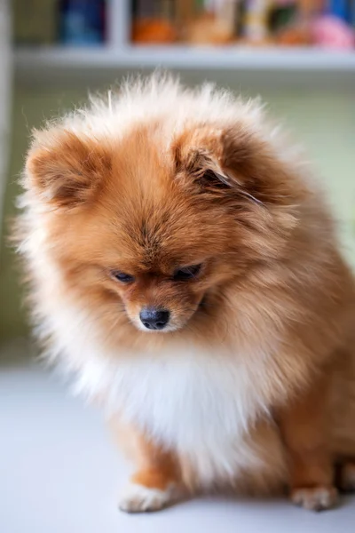 Triste pouco culpado Pomeranian sentado — Fotografia de Stock
