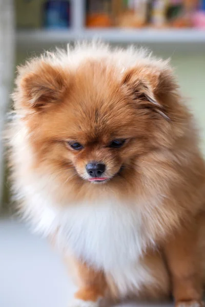 Smutný malý vinný Pomeranian posezení — Stock fotografie