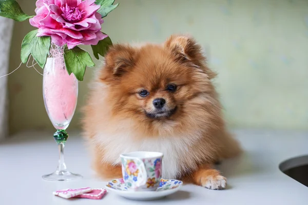 Pequeno Pomeranian sentado com uma xícara e pires — Fotografia de Stock