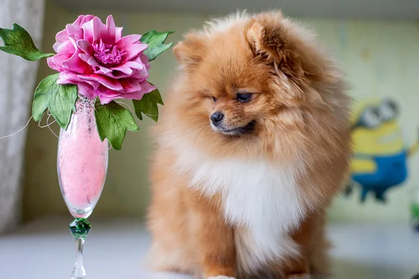 Funny Pomeranian sitting in the interior — Stock Photo, Image