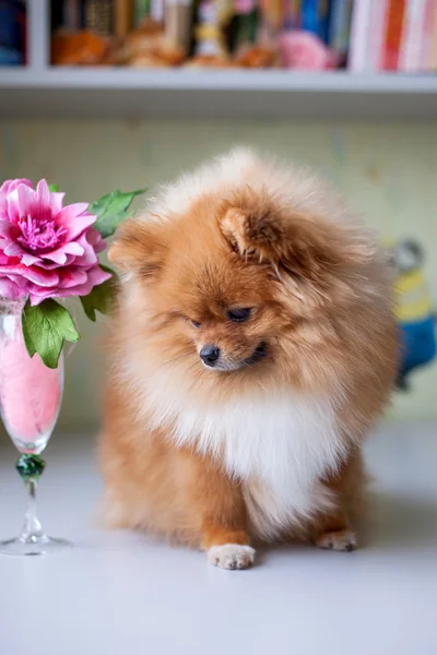 Engraçado Pomeranian sentado no interior — Fotografia de Stock