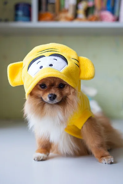 Malý Pomeranian sedí v legrační kostýmy Royalty Free Stock Fotografie