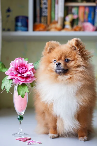 Rolig Pomeranian sitter i inre Stockbild