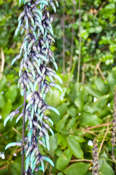 Brezilyalı egzotik bitki