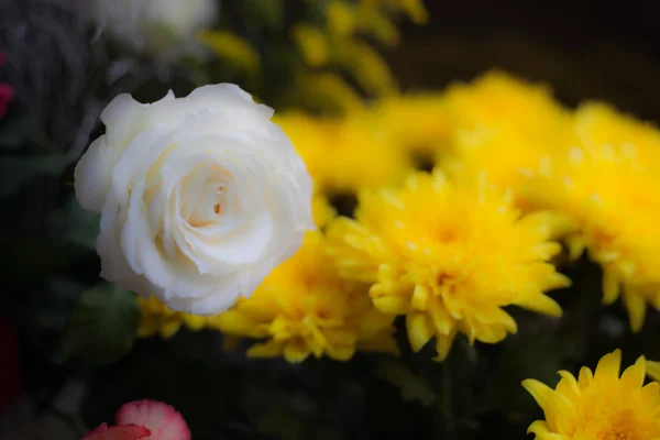 Rosa Branca com Crisântemos Amarelos em desfoque