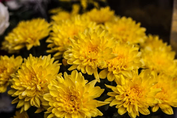 Crisântemos Amarelos