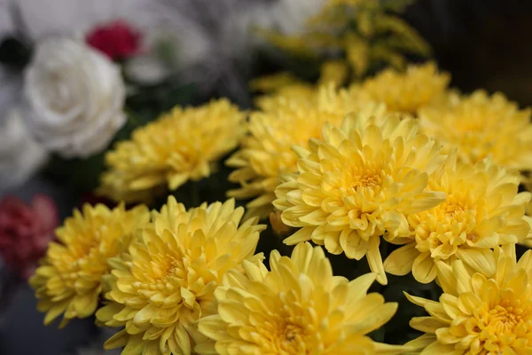 Crisântemos Amarelos