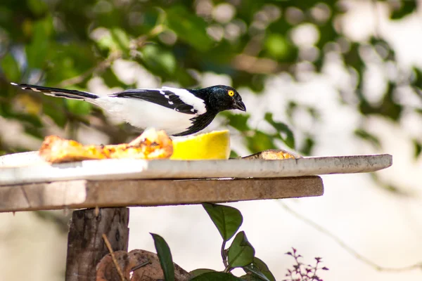 Passaro Preto e Branco