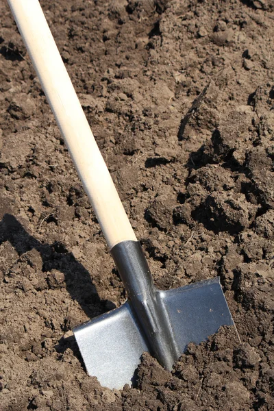 Schaufel auf dem Gemüsegarten Stockbild