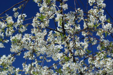 Mavi çiçek açması kiraz dallar