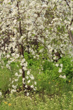 Kiraz çiçek dalları ağaç