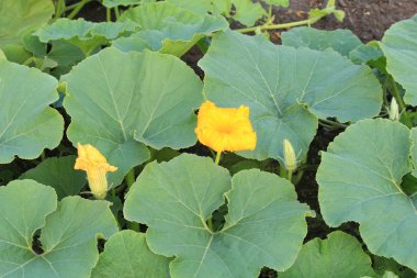 Çiçek açması kabak