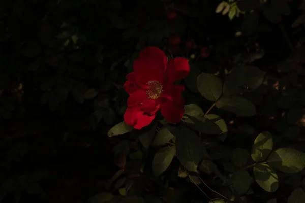 Bir çiçeğin yakın çekimi Yüksek kaliteli bir fotoğraf.