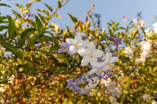 Un primer plano de una flor Foto de alta calidad. —  Fotos de Stock