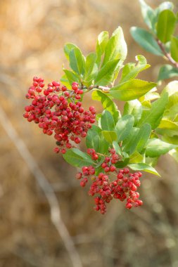 Bir çiçeğin yakın çekimi. Yüksek kalite fotoğraf.