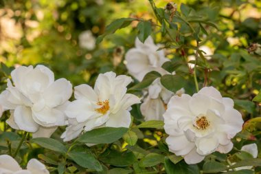 Bir çiçeğe yakın çekim