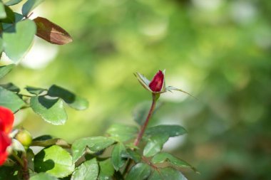 Bir çiçeğe yakın çekim