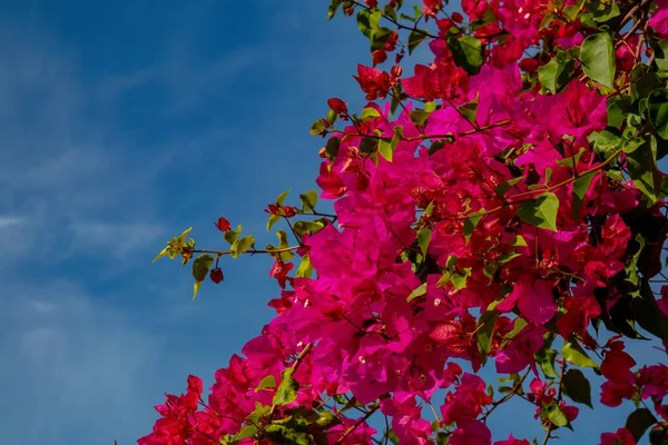 Un primer plano de una flor — Foto de Stock