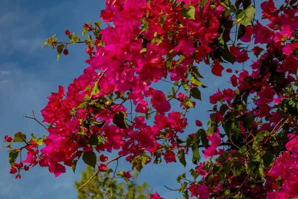 Um close de uma flor — Fotografia de Stock