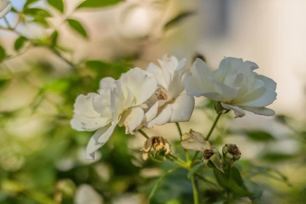 Un primer plano de una flor — Foto de Stock