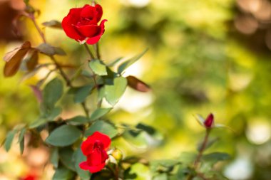 Bir çiçeğe yakın çekim