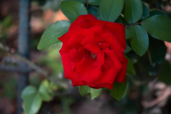 Um close de uma flor — Fotografia de Stock