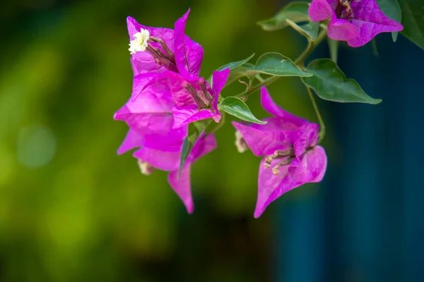 Een voorgrond van een bloem — Stockfoto