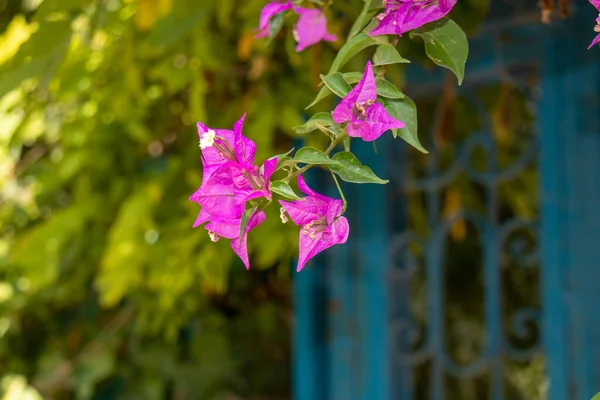 Um close de uma flor — Fotografia de Stock