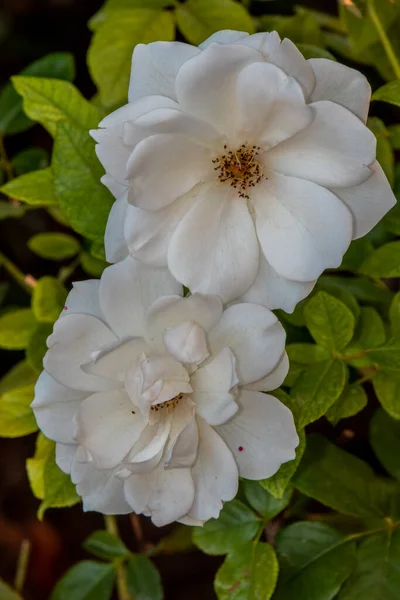 Bir çiçeğe yakın çekim