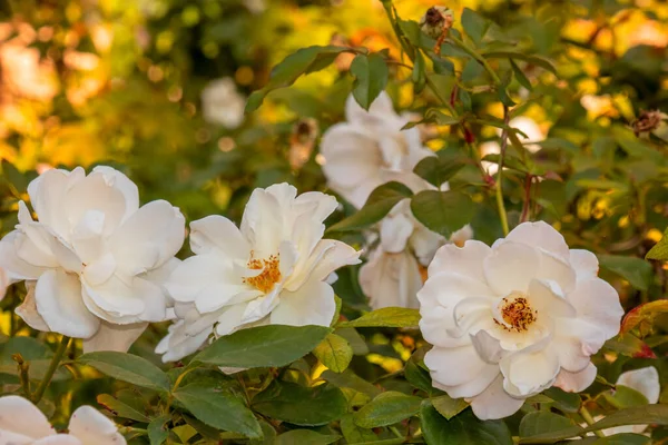 Bir çiçeğe yakın çekim