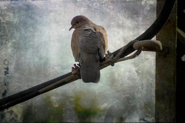 Una ilustración de un pájaro sentado en la parte superior de un poste de madera — Foto de Stock