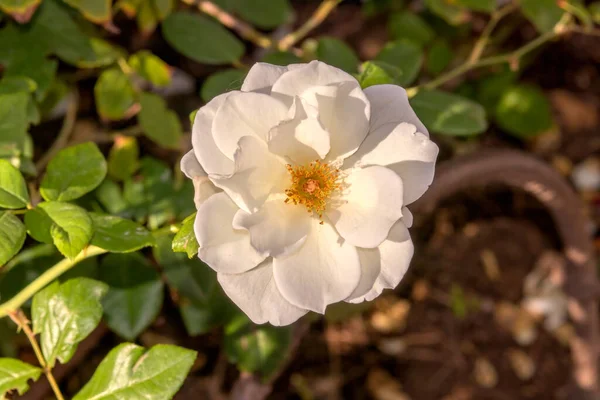 Un primer plano de una flor — Foto de Stock